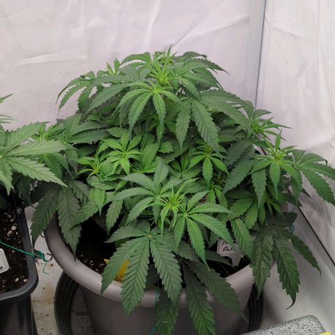 Auto Yuhbary growlog timeline photo