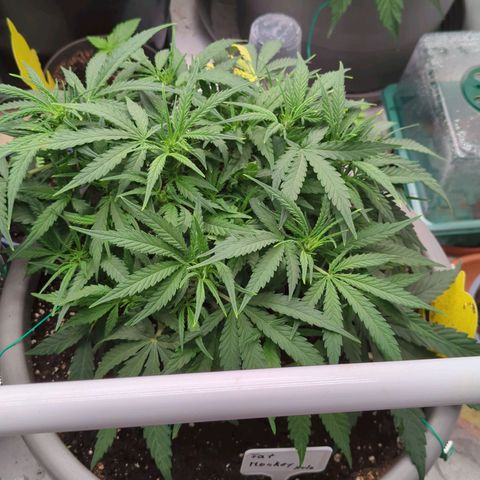 Fat Monkey Auto growlog timeline photo