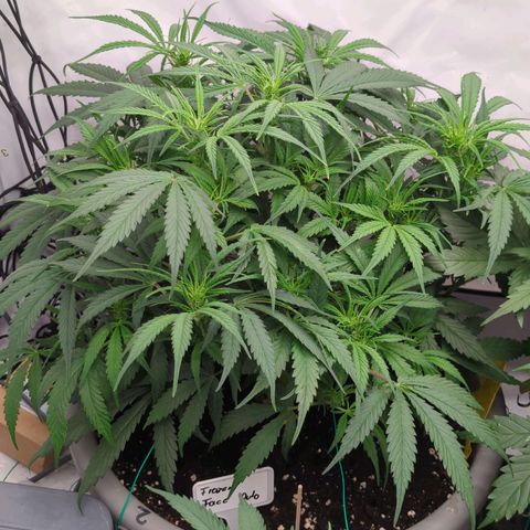 Frozen Face Auto  growlog timeline photo