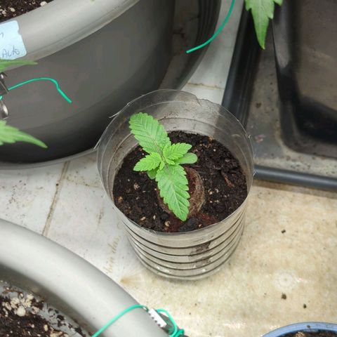 Golden Sands  growlog timeline photo