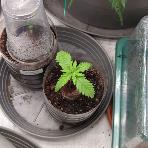 Jelly Donutz  growlog timeline photo