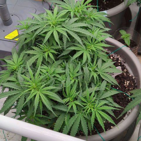 Permanent WhiteMarker Auto growlog timeline photo