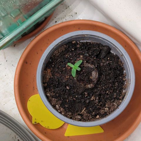 Schaum growlog timeline photo