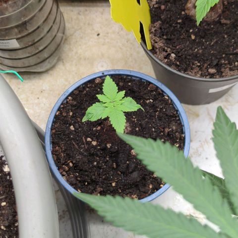 🍊 Creampop  growlog timeline photo