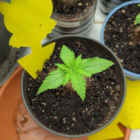 Amnesia Mac Ganja growlog timeline photo