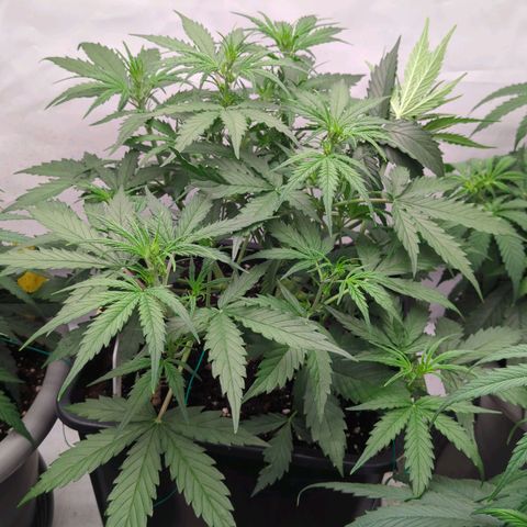 Auto Durban Poison growlog timeline photo