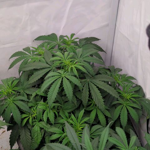 Auto Yuhbary growlog timeline photo