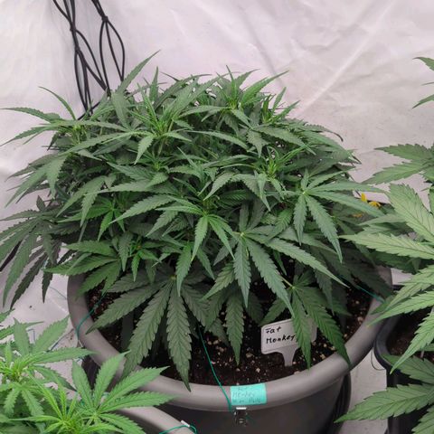 Fat Monkey Auto growlog timeline photo
