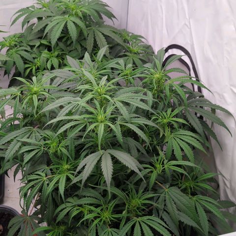 Frozen Face Auto  growlog timeline photo
