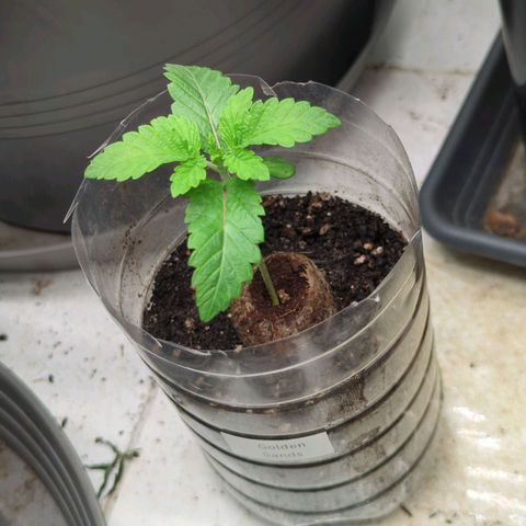 Golden Sands  growlog timeline photo