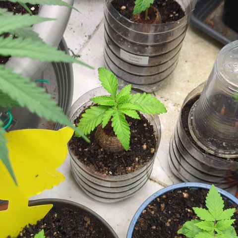 Jelly Donutz  growlog timeline photo