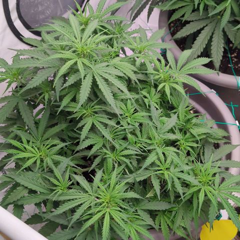Permanent WhiteMarker Auto growlog timeline photo