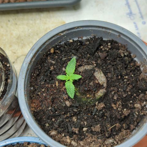 Schaum growlog timeline photo