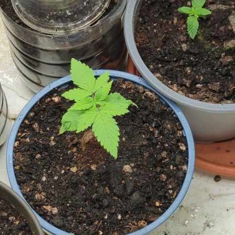 🍊 Creampop  growlog timeline photo