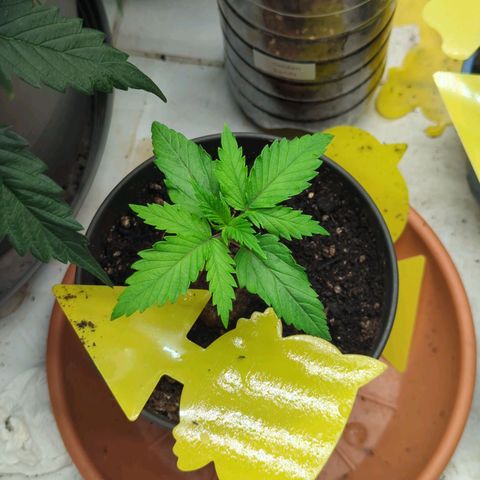 Amnesia Mac Ganja growlog timeline photo