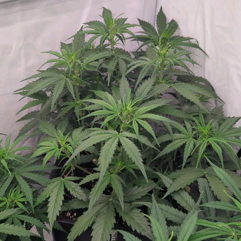 Auto Durban Poison growlog timeline photo