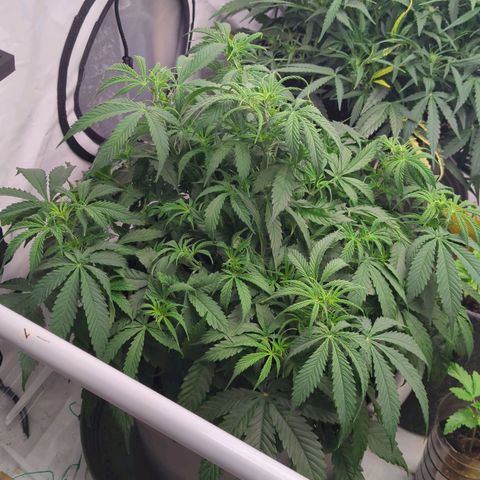Auto Yuhbary growlog timeline photo