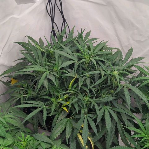 Fat Monkey Auto growlog timeline photo