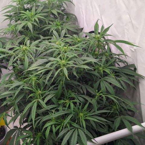 Frozen Face Auto  growlog timeline photo