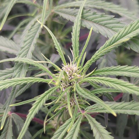 Frozen Face Auto  growlog timeline photo
