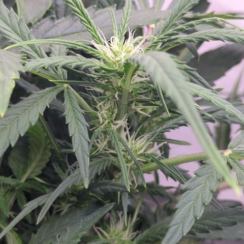 Fat Monkey Auto growlog timeline photo