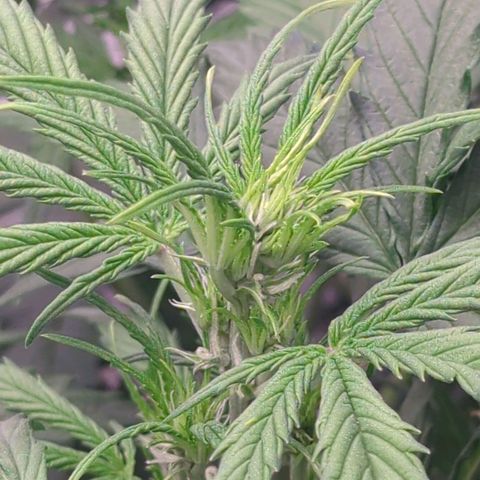 Auto Durban Poison growlog timeline photo