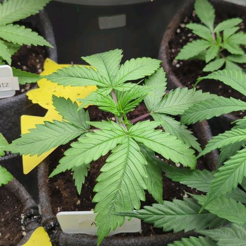 Amnesia Mac Ganja growlog timeline photo
