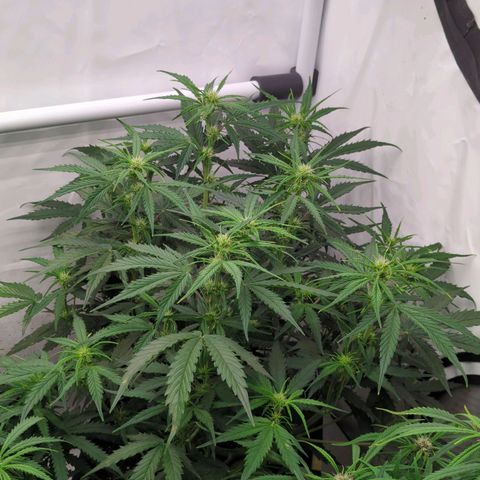 Auto Durban Poison growlog timeline photo