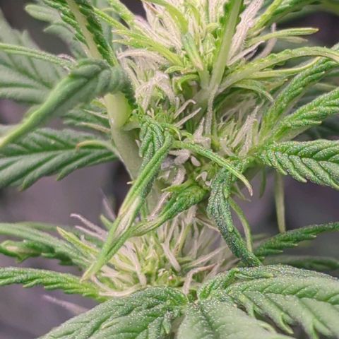 Auto Durban Poison growlog timeline photo