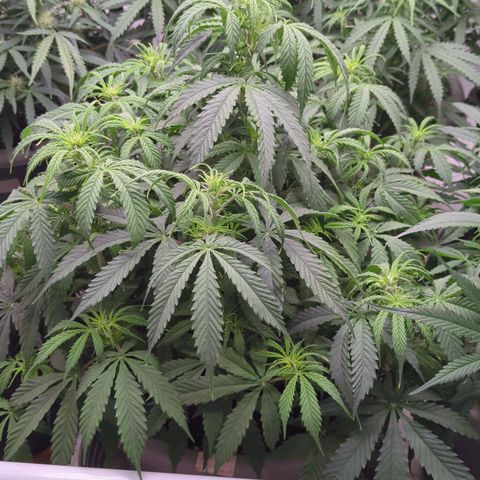 Auto Yuhbary growlog timeline photo