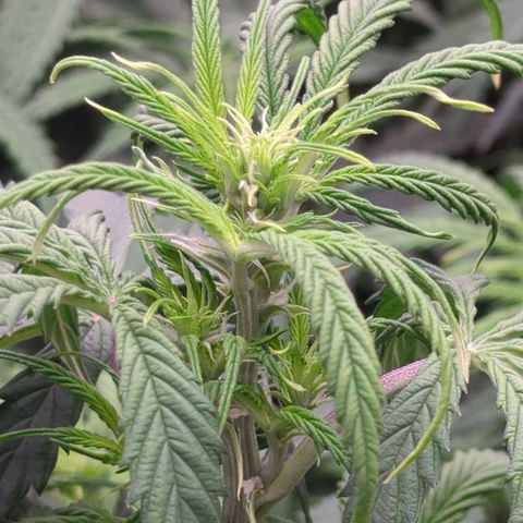 Auto Yuhbary growlog timeline photo