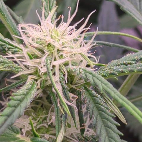 Fat Monkey Auto growlog timeline photo