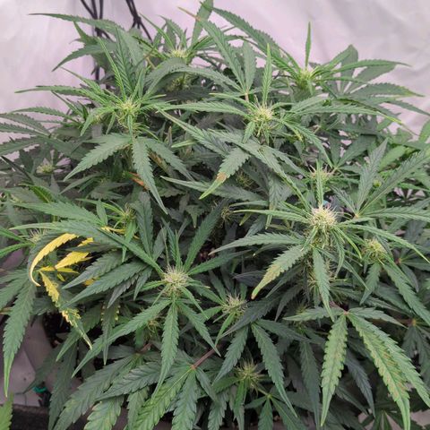 Fat Monkey Auto growlog timeline photo