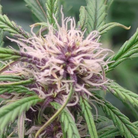 Frozen Face Auto  growlog timeline photo