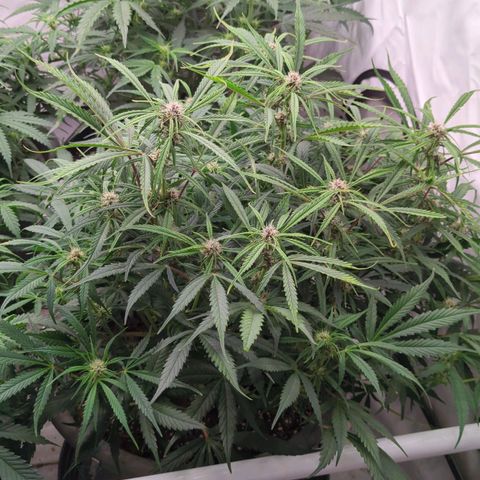 Frozen Face Auto  growlog timeline photo