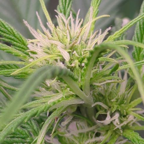 Auto Yuhbary growlog timeline photo