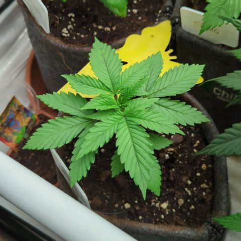 Golden Sands  growlog timeline photo