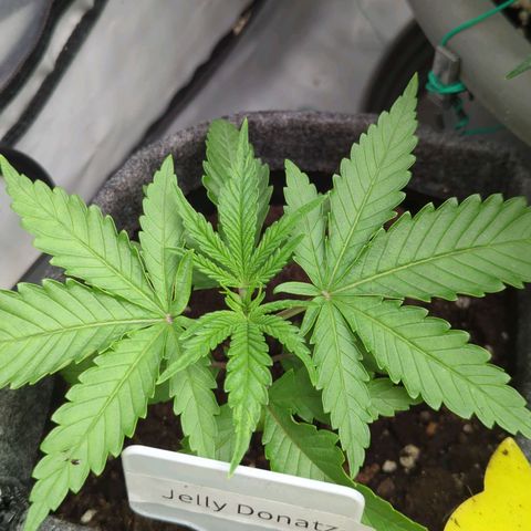 Jelly Donutz  growlog timeline photo