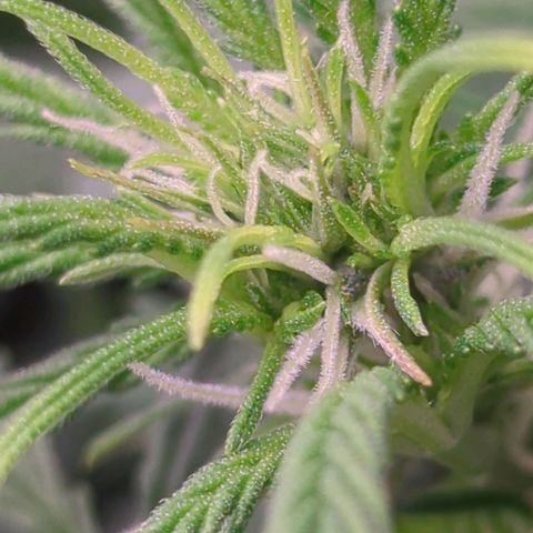 Permanent WhiteMarker Auto growlog timeline photo
