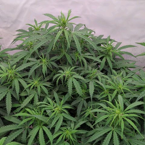 Permanent WhiteMarker Auto growlog timeline photo