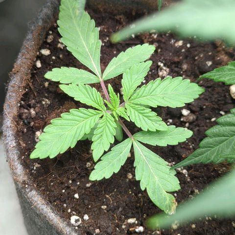 Schaum growlog timeline photo