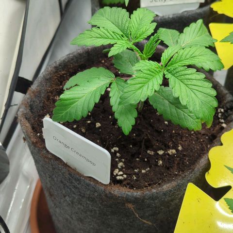🍊 Creampop  growlog timeline photo