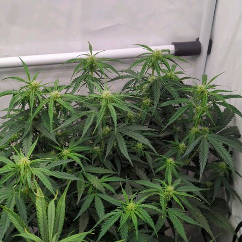 Auto Durban Poison growlog timeline photo