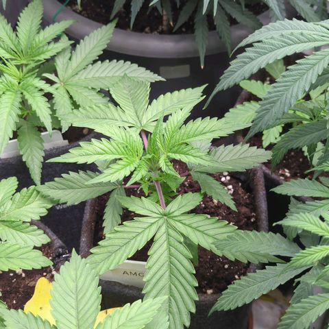 Amnesia Mac Ganja growlog timeline photo