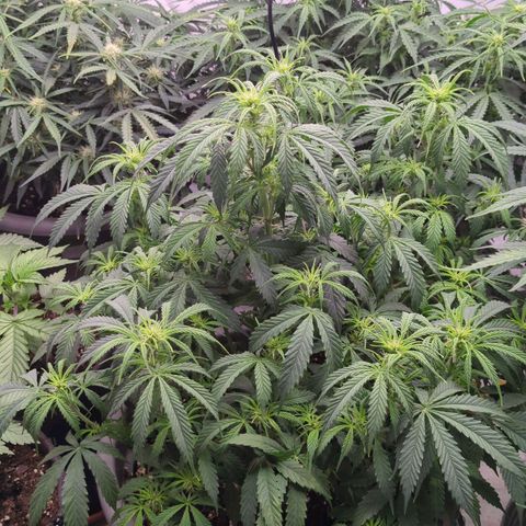 Auto Yuhbary growlog timeline photo