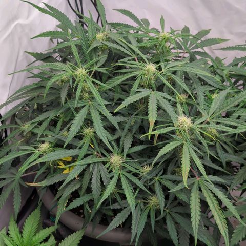 Fat Monkey Auto growlog timeline photo