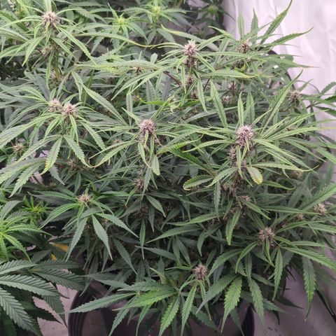 Frozen Face Auto  growlog timeline photo