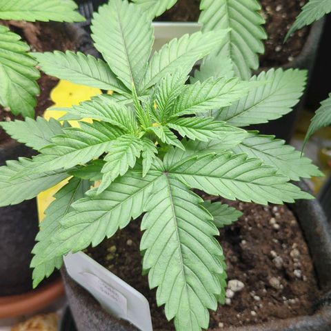Golden Sands  growlog timeline photo
