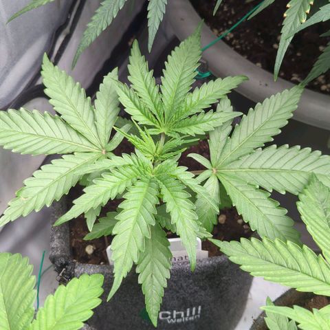 Jelly Donutz  growlog timeline photo