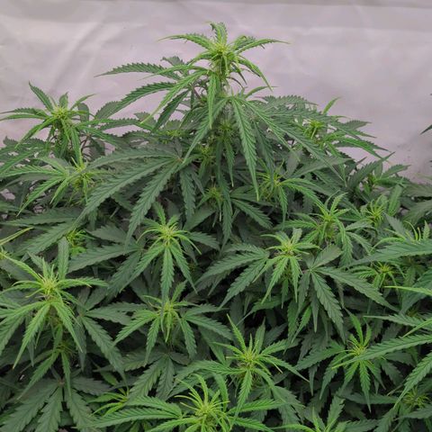 Permanent WhiteMarker Auto growlog timeline photo
